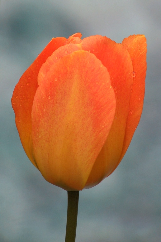 tulip